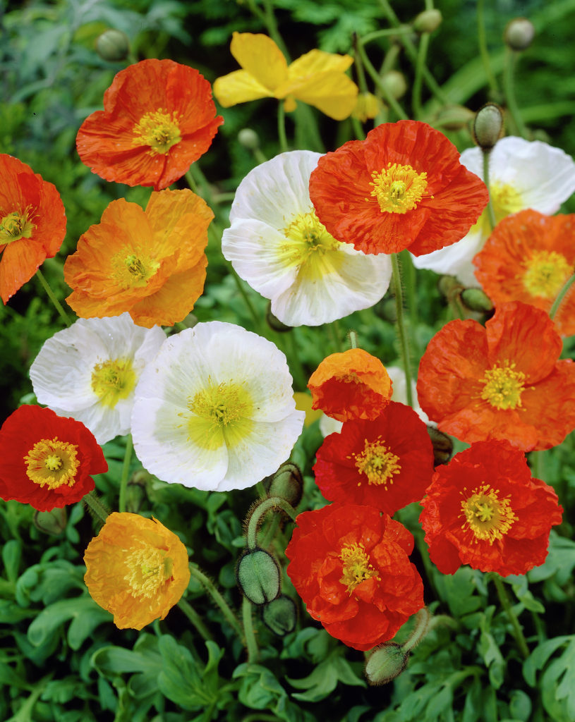 Nudicaule Blumensamen zur Aussaat duftend Blüten Traditionssorte & ohne Gentechnik Samen Hausgarten