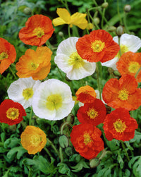 Nudicaule Blumensamen zur Aussaat duftend Blüten Traditionssorte & ohne Gentechnik Samen Hausgarten