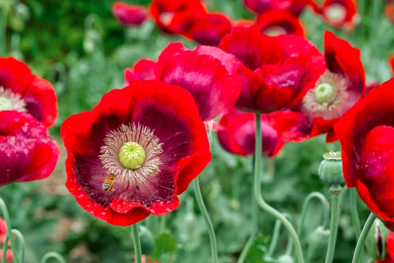 Gemischt Somniferum Blumensamen zur Aussaat Schnitt Blume beliebt Traditionssorte & ohne Gentechnik Samen Hausgarten