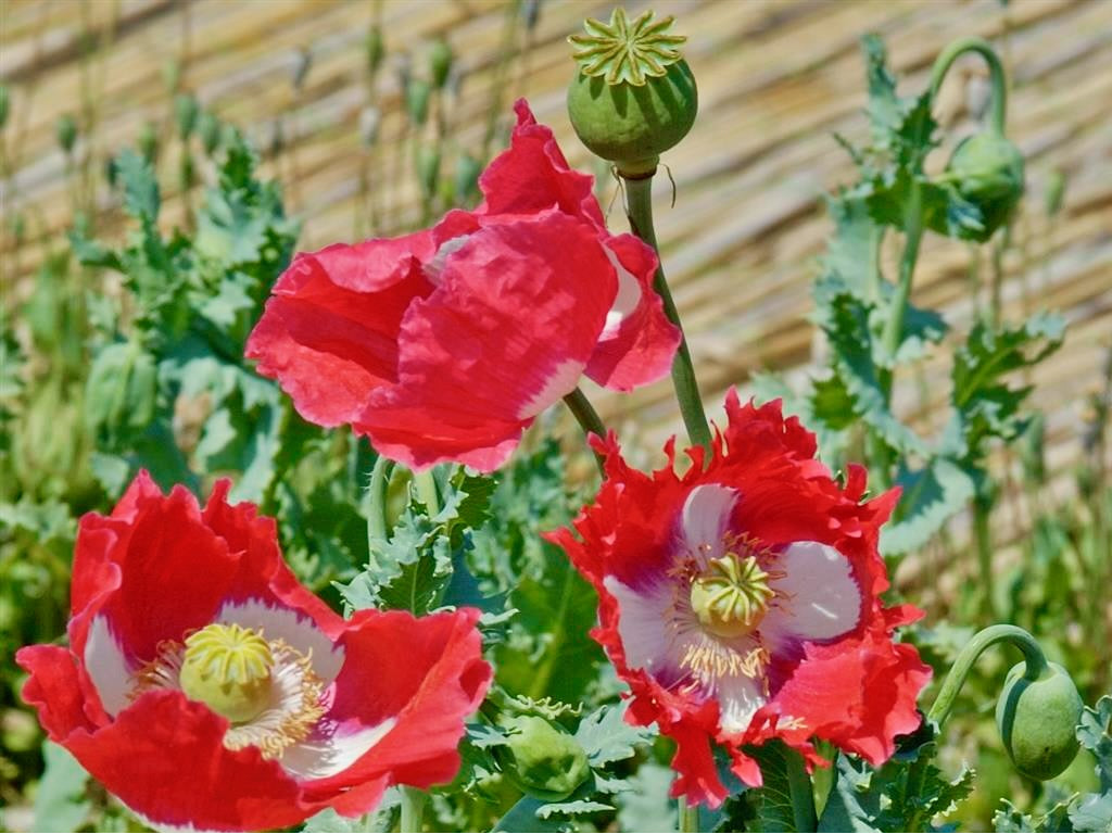 Danish Blumensamen zur Aussaat Garten beliebt Traditionssorte & ohne Gentechnik Samen Hausgarten