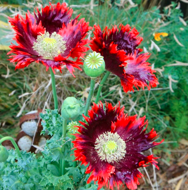 Gemischt Somniferum Blumensamen zur Aussaat Schnitt Blume beliebt Traditionssorte & ohne Gentechnik Samen Hausgarten