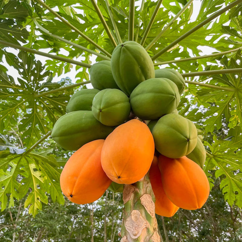 Graines de papaye faciles à planter