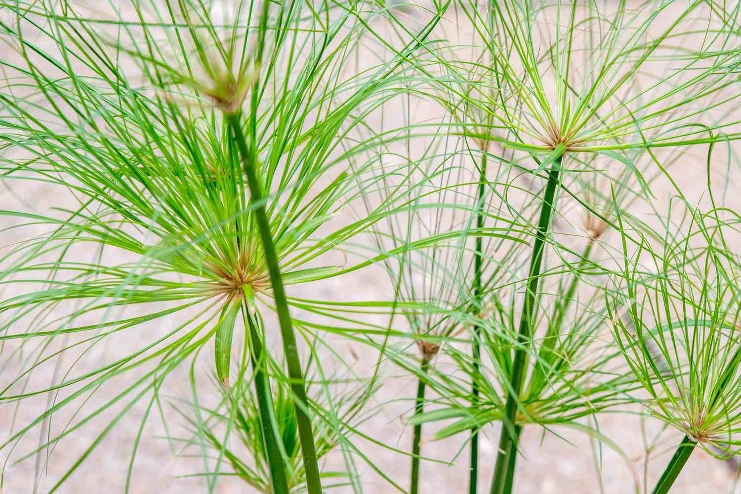 Papyrus Blumensamen zur Aussaat lang Blüte Saison Traditionssorte & ohne Gentechnik Samen Hausgarten