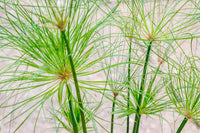 Papyrus Blumensamen zur Aussaat lang Blüte Saison Traditionssorte & ohne Gentechnik Samen Hausgarten