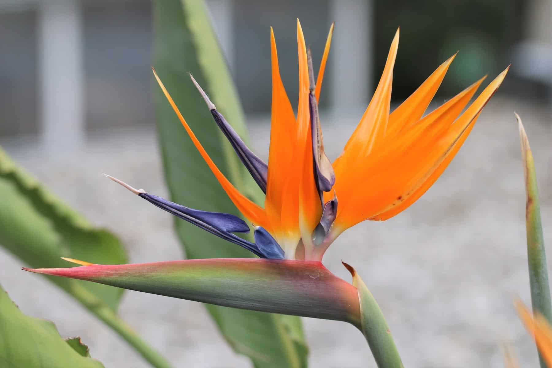 Bird Paradise Blumensamen zur Aussaat Landhaus Garten wichtig Traditionssorte & ohne Gentechnik Samen Hausgarten