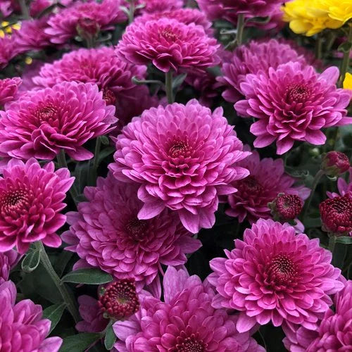 Chrysantheme Blumensamen zur Aussaat Drought verträglich Traditionssorte & ohne Gentechnik Samen Hausgarten