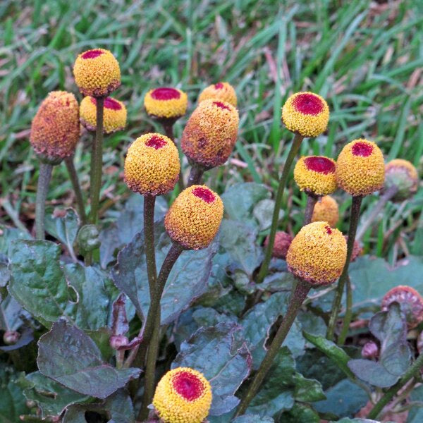 Spilanthes Oleracea Blumensamen zur Aussaat sonnenliebend Traditionssorte & ohne Gentechnik Samen Hausgarten