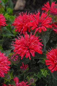 Rot Monarda Didyma Blumensamen zur Aussaat hochwertige Qualitäts- Traditionssorte & ohne Gentechnik Samen Hausgarten