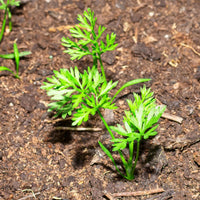 Paris carrot seedlings sprouting aus non gmo daucus carota samen