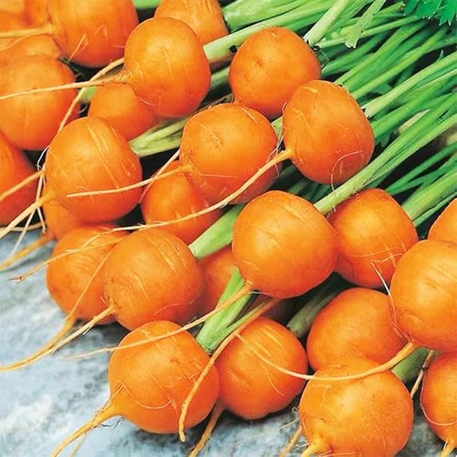Paris carrot pflanzen wachsend in urban garten gemüse patch