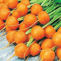 Paris carrot pflanzen wachsend in urban garten gemüse patch