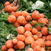 Healthy parisian carrot seedlings ready für transplanting