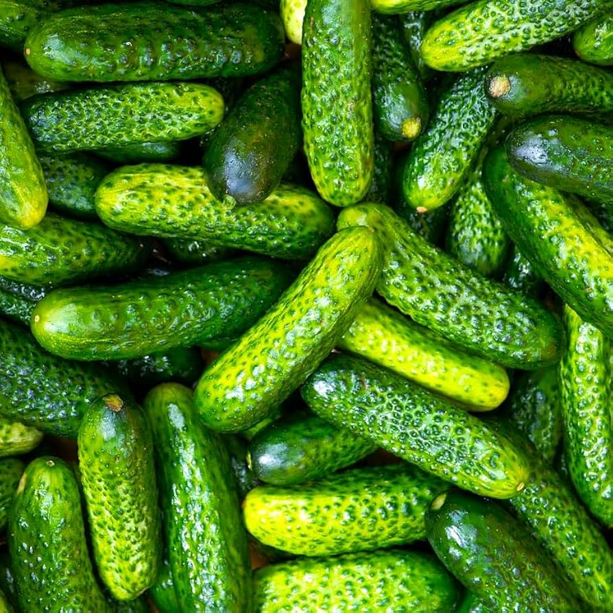 Small crisp cucumbers gezogen aus parisian pickle samen