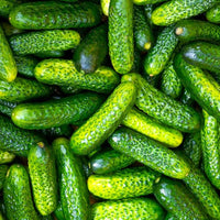 Small crisp cucumbers gezogen aus parisian pickle samen