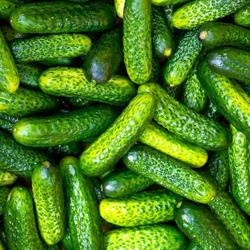 Small crisp cucumbers gezogen aus parisian pickle samen