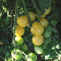 Parrot grüne tomato samen für aussaat in home gardens
