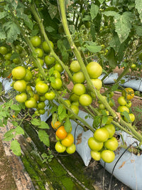 Parrot grüne tomato gemüse samen für containers and gardens