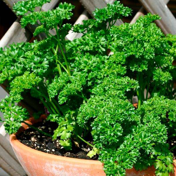 Curly Forest Green Parsley Anbau in a container