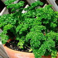 Curly Forest Green Parsley Anbau in a container