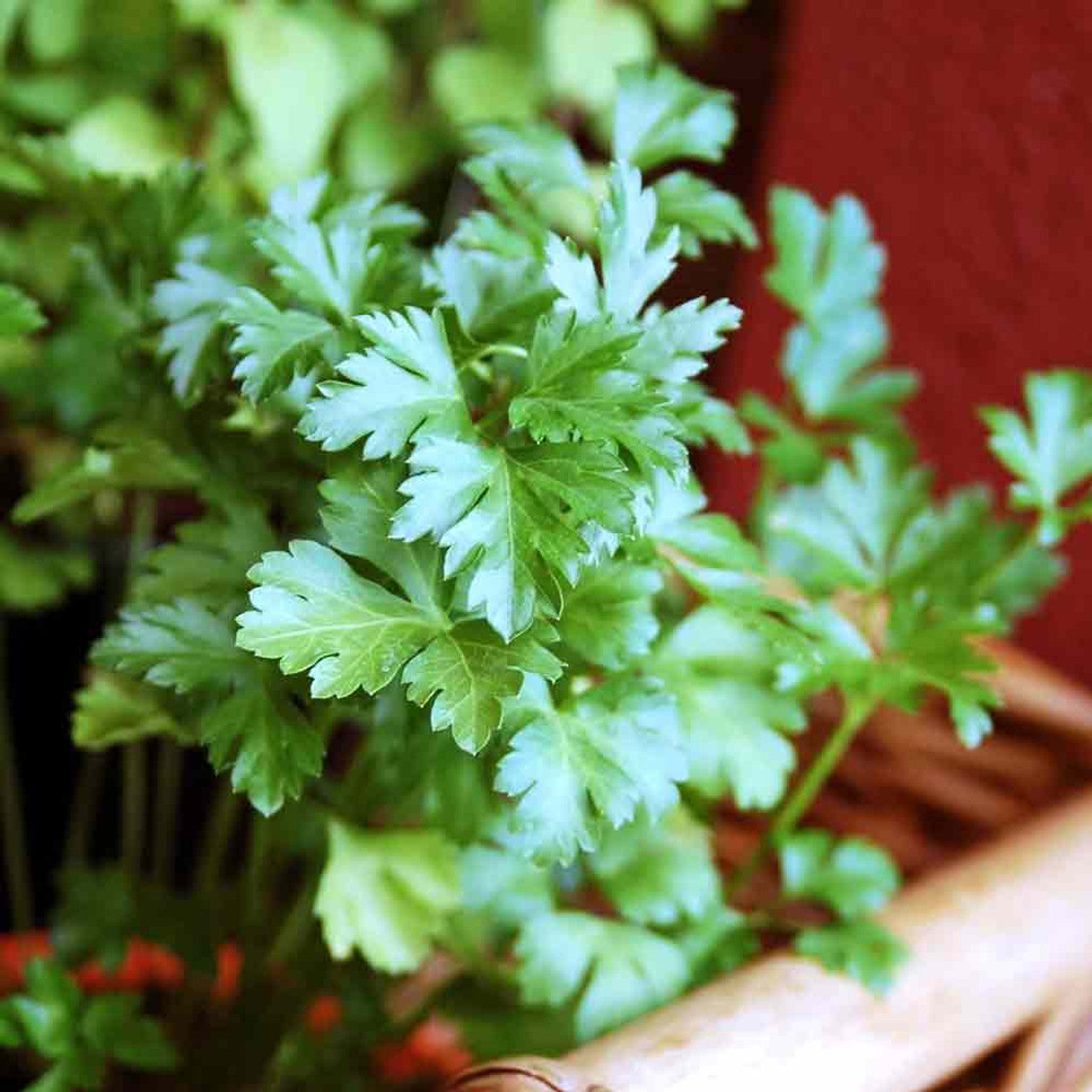 Petroselinum crispum foliage Anbau in full sun