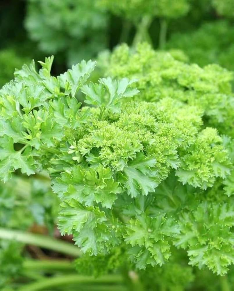 Double Curled Parsley Pflanze in raised Garten beds