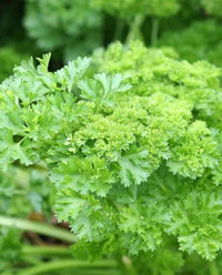 Double Curled Parsley Pflanze in raised Garten beds
