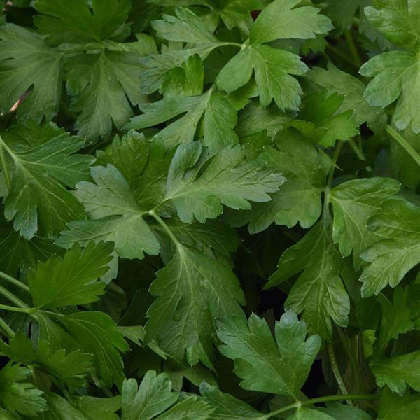Italian parsley Giant of Italy leafy Pflanze in raised beds