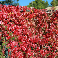 Parthenocissus Blumensamen zur Aussaat Bestäuber freundlich Traditionssorte & ohne Gentechnik Samen Hausgarten