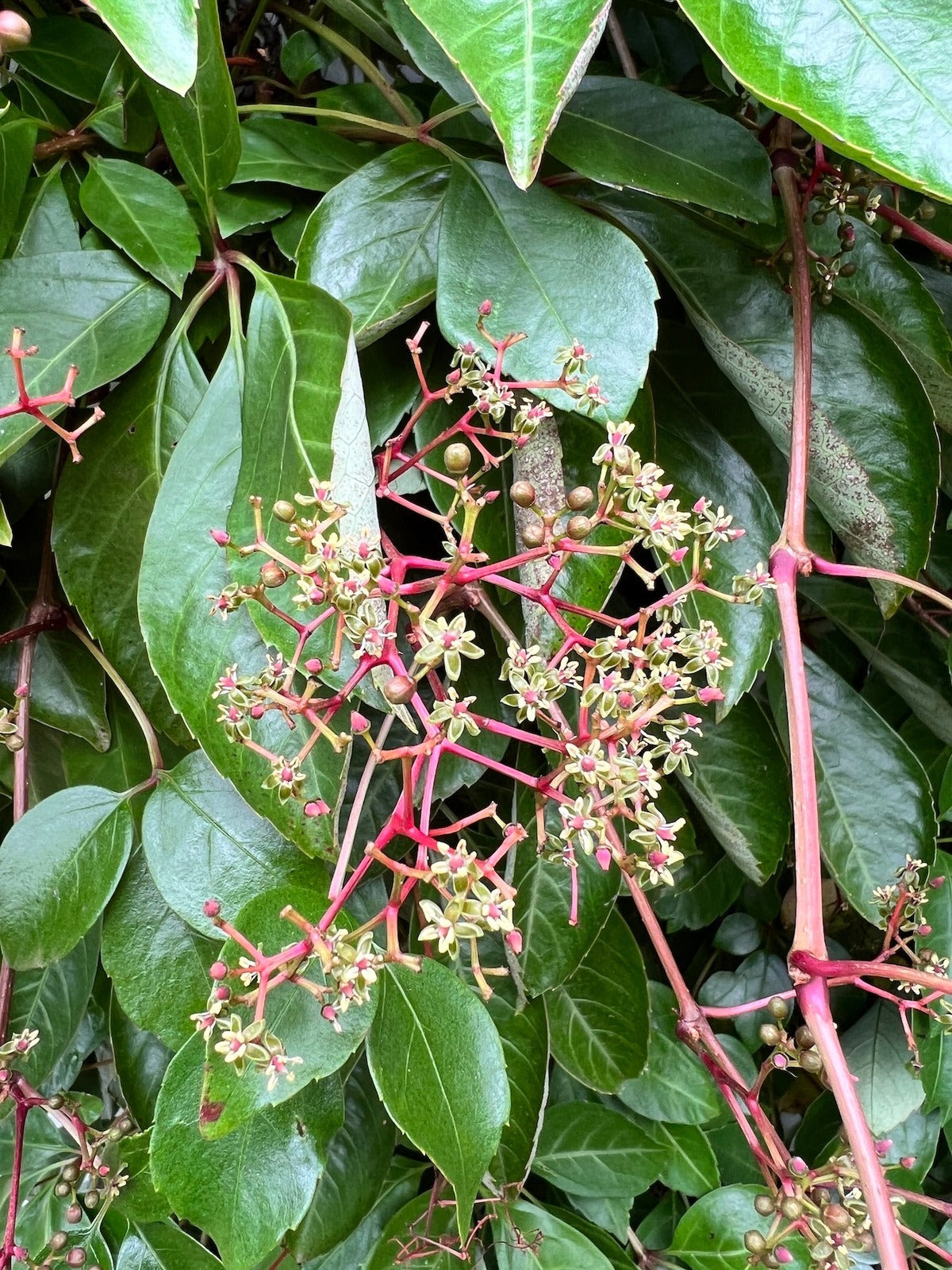 Parthenocissus Blumensamen zur Aussaat Bestäuber freundlich Traditionssorte & ohne Gentechnik Samen Hausgarten
