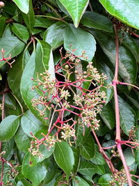 Parthenocissus Blumensamen zur Aussaat Bestäuber freundlich Traditionssorte & ohne Gentechnik Samen Hausgarten