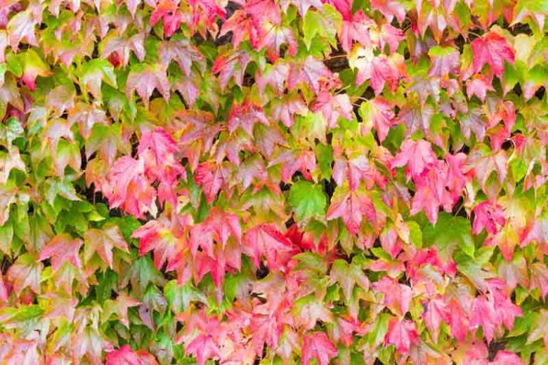Parthenocissus Tricuspidata Blumensamen zur Aussaat Landhaus Garten wichtig Traditionssorte & ohne Gentechnik Samen Hausgarten