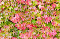 Parthenocissus Tricuspidata Blumensamen zur Aussaat Landhaus Garten wichtig Traditionssorte & ohne Gentechnik Samen Hausgarten