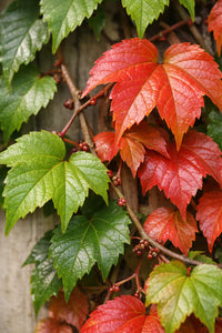 Parthenocissus Tricuspidata Blumensamen zur Aussaat Landhaus Garten wichtig Traditionssorte & ohne Gentechnik Samen Hausgarten