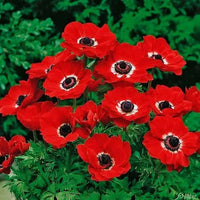 Rot Anemone Blumensamen zur Aussaat – leuchtend Blüten – Traditionssorte & ohne Gentechnik Samen Hausgarten