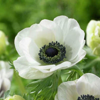 Anemone Blumensamen zur Aussaat Drought verträglich Traditionssorte & ohne Gentechnik Samen Hausgarten
