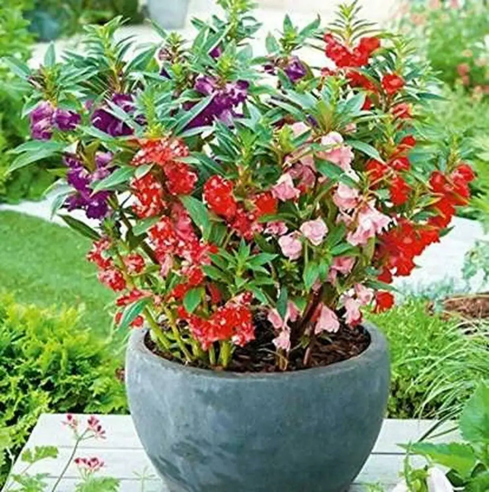 Gemischt Kamelie Blumensamen zur Aussaat Landhaus Garten wichtig Traditionssorte & ohne Gentechnik Samen Hausgarten