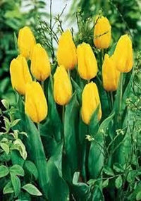 Gelb Tulpe Blumensamen zur Aussaat – Traditionssorte ohne Gentechnik biologisch Garten Samen – kompakt Wuchs Keimung