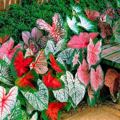 Teal Mischung Caladium Blumensamen zur Aussaat – leuchtend Blüten – Traditionssorte & ohne Gentechnik Samen Hausgarten