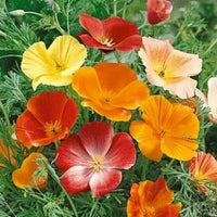 Cali Blumensamen zur Aussaat hochwertige Qualitäts- Traditionssorte & ohne Gentechnik Samen Hausgarten