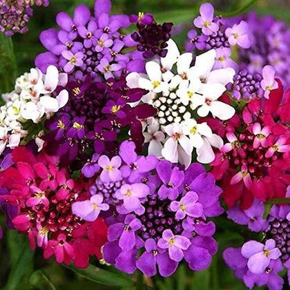 Gemischt Candytuft Blumensamen Kollektion zur Aussaat