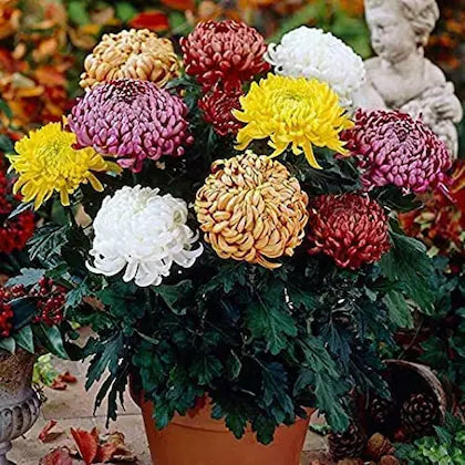 Chrysantheme Blumensamen zur Aussaat – Bestäuber freundlich – Traditionssorte & ohne Gentechnik Samen Hausgarten
