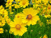 Coreopsis Cosmos Blumensamen zur Aussaat leuchtend Traditionssorte & ohne Gentechnik Samen Hausgarten