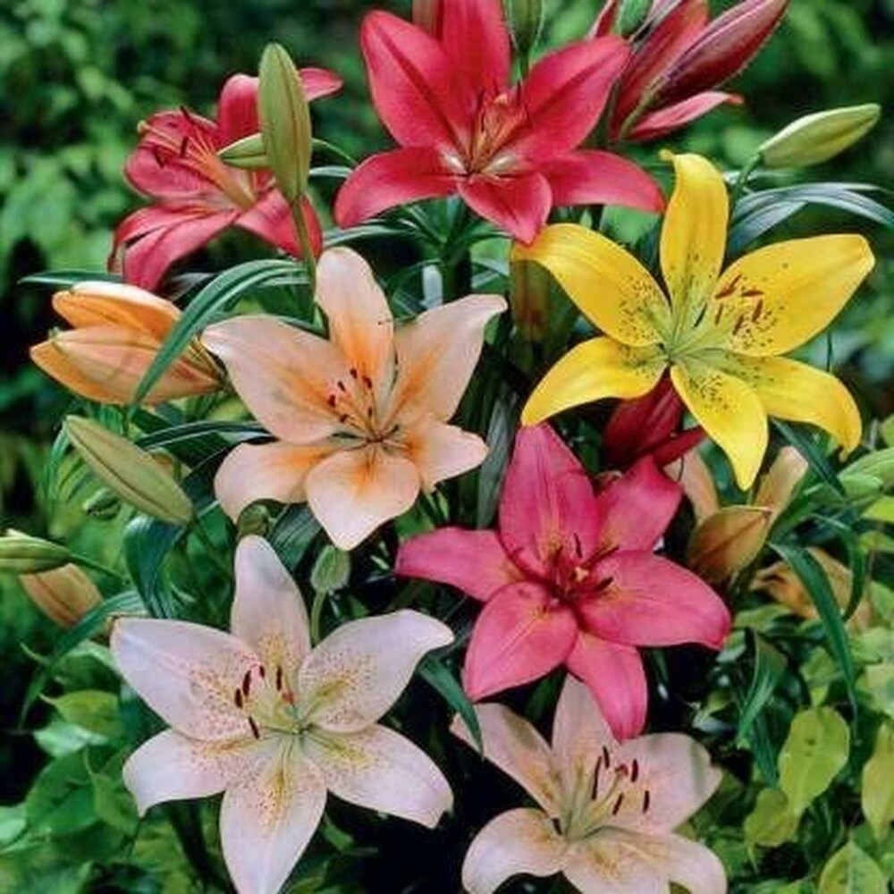 Lilium Mischung Samen zur Aussaat – leuchtend Garten Blüten Frühling & Fall