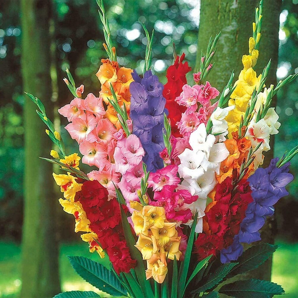 Multi (multi gladiolus) samen for anpflanzung in home garten
