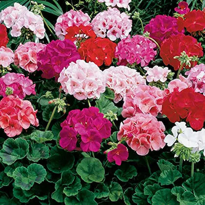 Gemischt Geranie Blumensamen einfache Aussaat