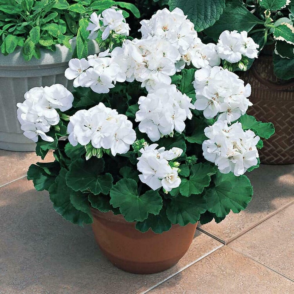 Weiß Univalve Geranie Blumensamen für Ihren Garten Samen Gorgeous und üppig Wuchs