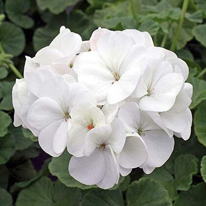 Weiß Univalve Geranie Blumensamen für Ihren Garten Samen Gorgeous und üppig Wuchs