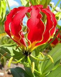 Rot Gelb Gloriosa Rothschildiana Blumensamen