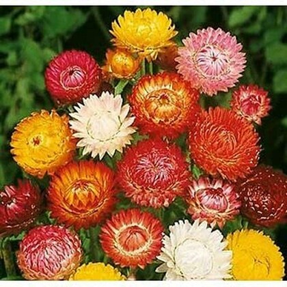 Helichrysum Italicum Blumensamen zur Aussaat – Wildblume Mischung – Traditionssorte & ohne Gentechnik Samen Hausgarten