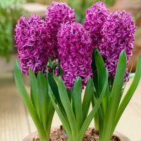Bordeaux Hyacinth Blumensamen zur Aussaat – Landhaus Garten wichtig – Traditionssorte & ohne Gentechnik Samen Hausgarten